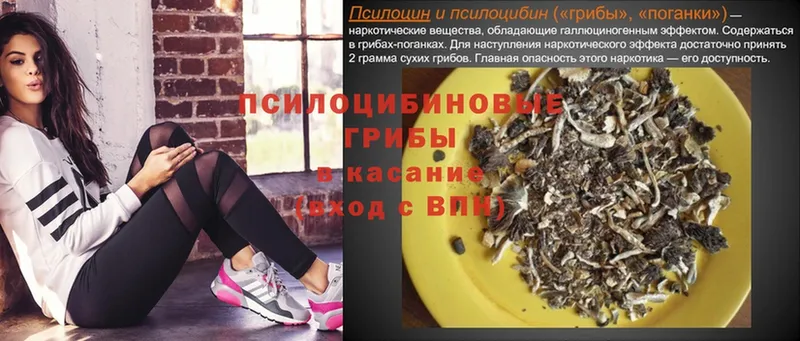 MEGA ONION  Каргополь  Псилоцибиновые грибы Psilocybe 